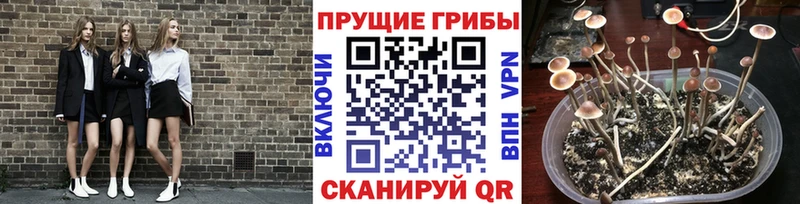 Псилоцибиновые грибы Cubensis Грайворон